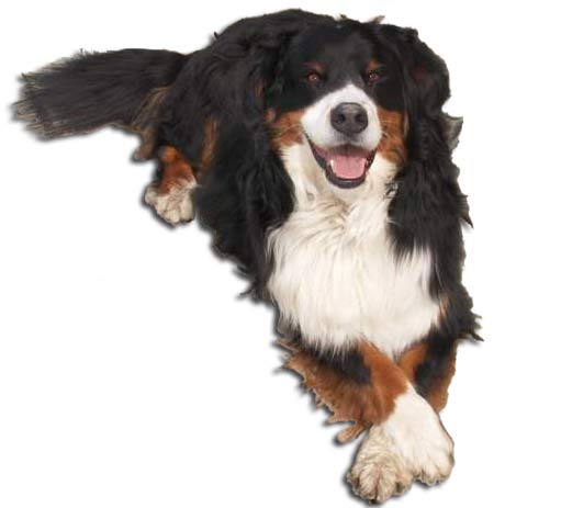Tucker - Burnese Mountain Dog