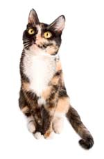 Calico Cat