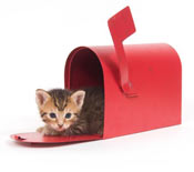 Kitten in Mailbox