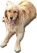 Mickee - Golden Retriever