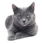 Gray Cat